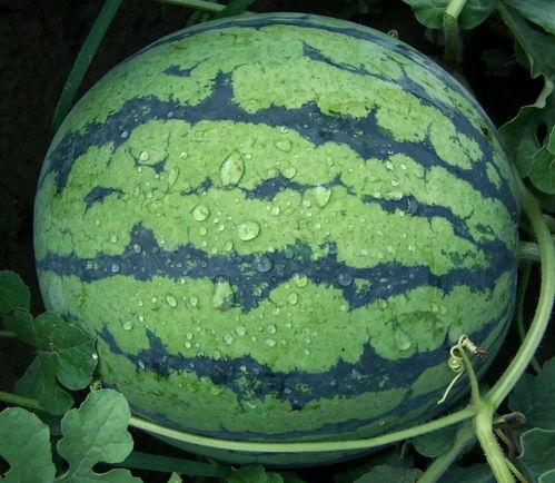 五一吃瓜爆料黑料官网,官网揭秘明星黑料大揭秘