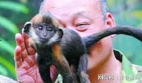 网红小猴子黑料大全,真相与争议并存