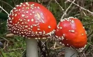 吃瓜官网黑料蘑菇视频